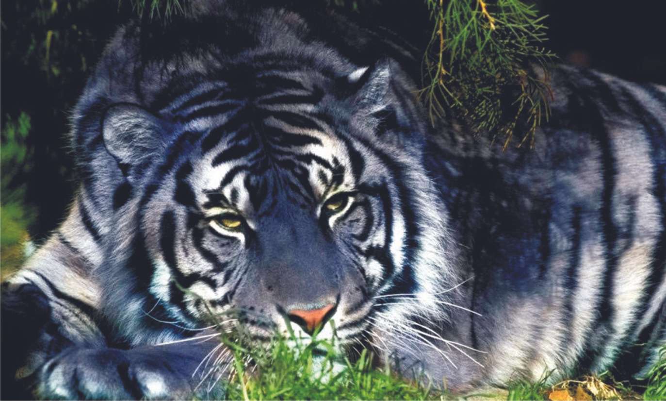 Inny tygrys puzzle online