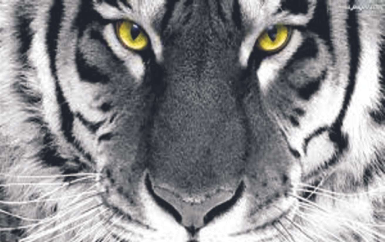Eye of the tiger puzzle online