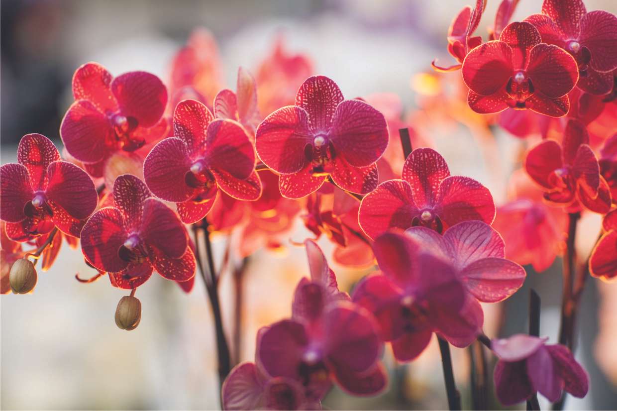 Dianthus storczyków, kolorowy puzzle online