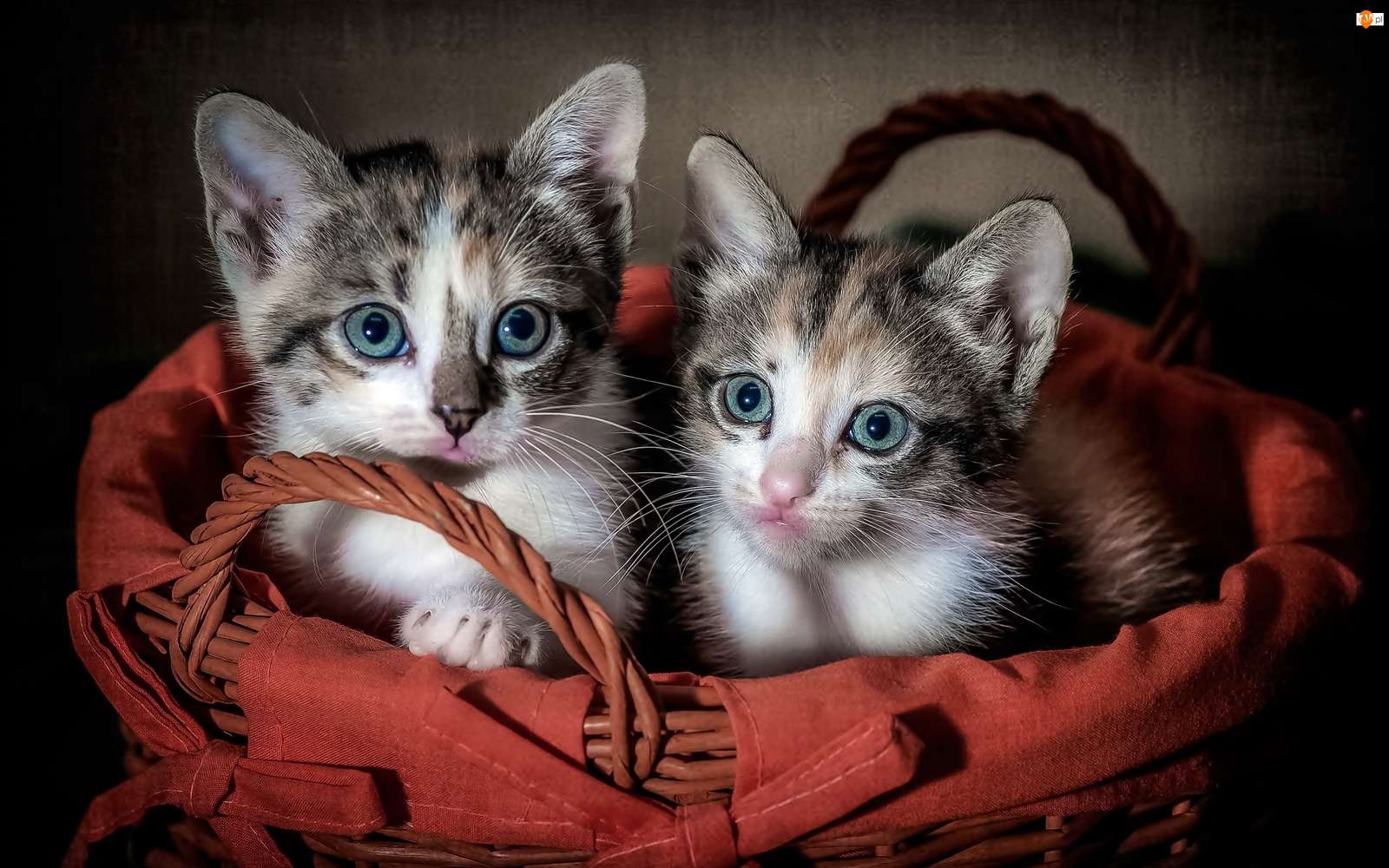 zwierzęta - koty słodkich kotów puzzle online
