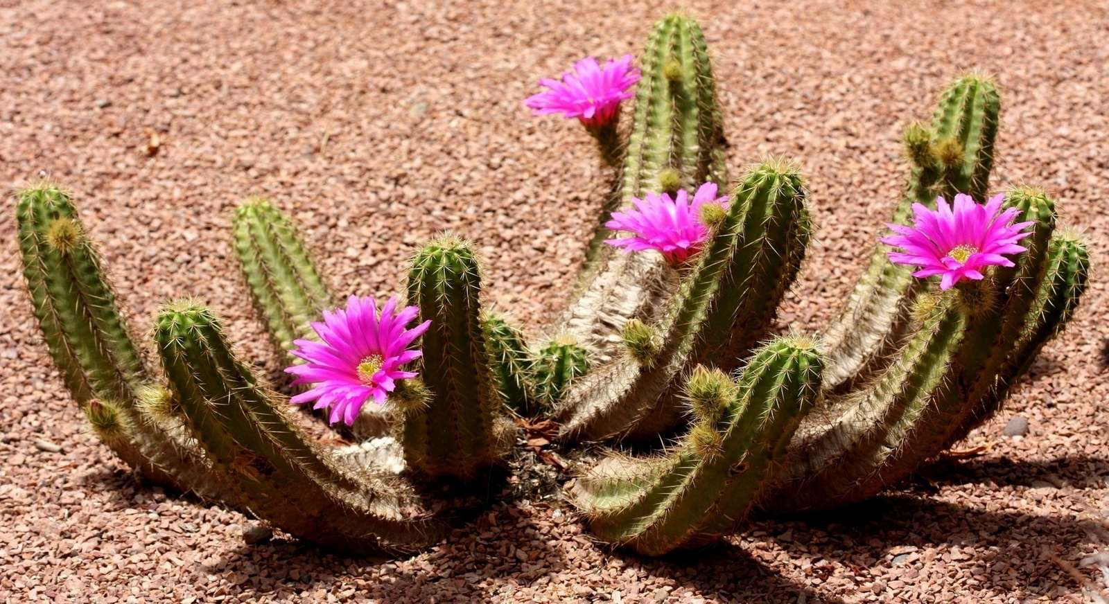Kwitnący kaktus puzzle online