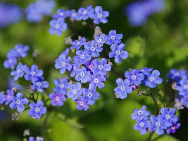 Kwiaty i wiosna puzzle online
