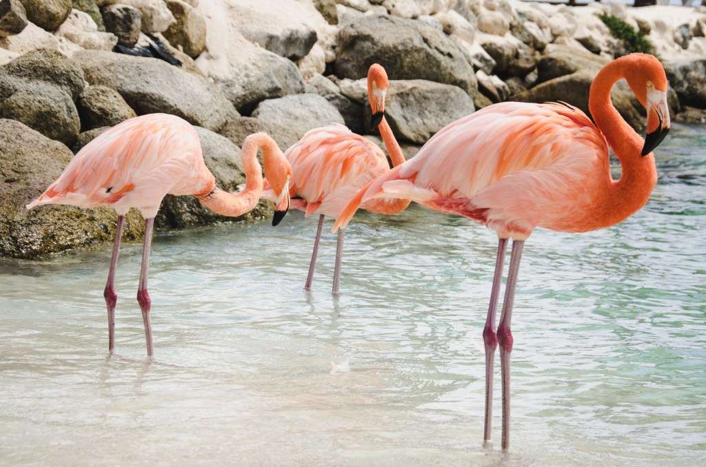 Trzy flamingi puzzle online