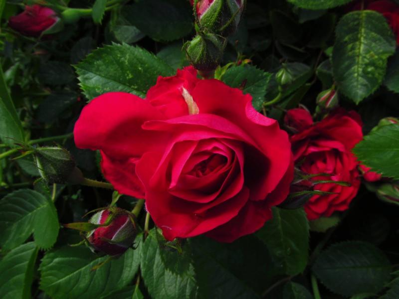 Czarodziejskie czerwone róże puzzle online