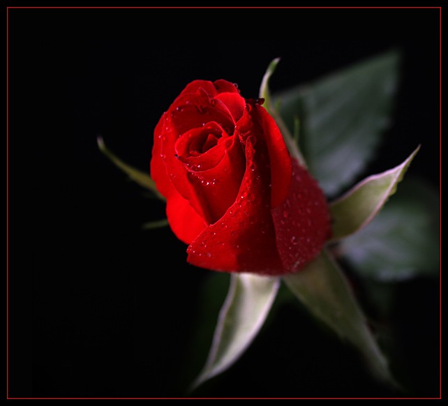 Czarodziejska czerwona róża puzzle online
