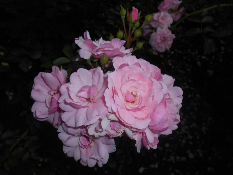Rose, rose, rose  puzzle online