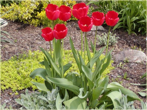 tulipány v zahradě puzzle