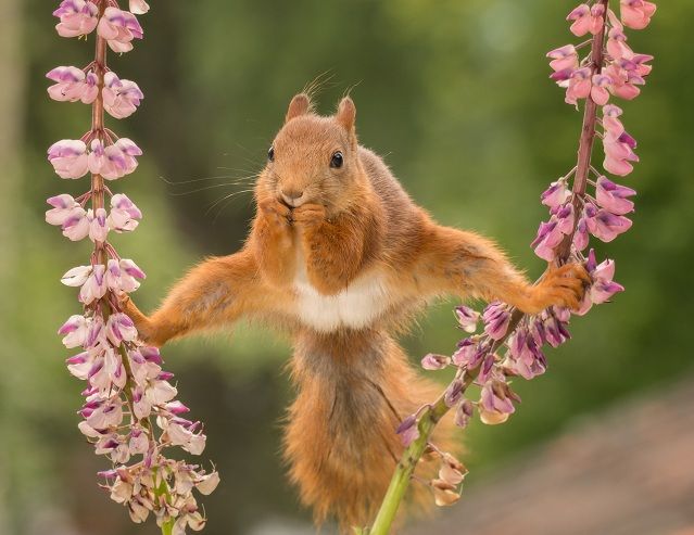 Gekke eekhoorn op de boom legpuzzel