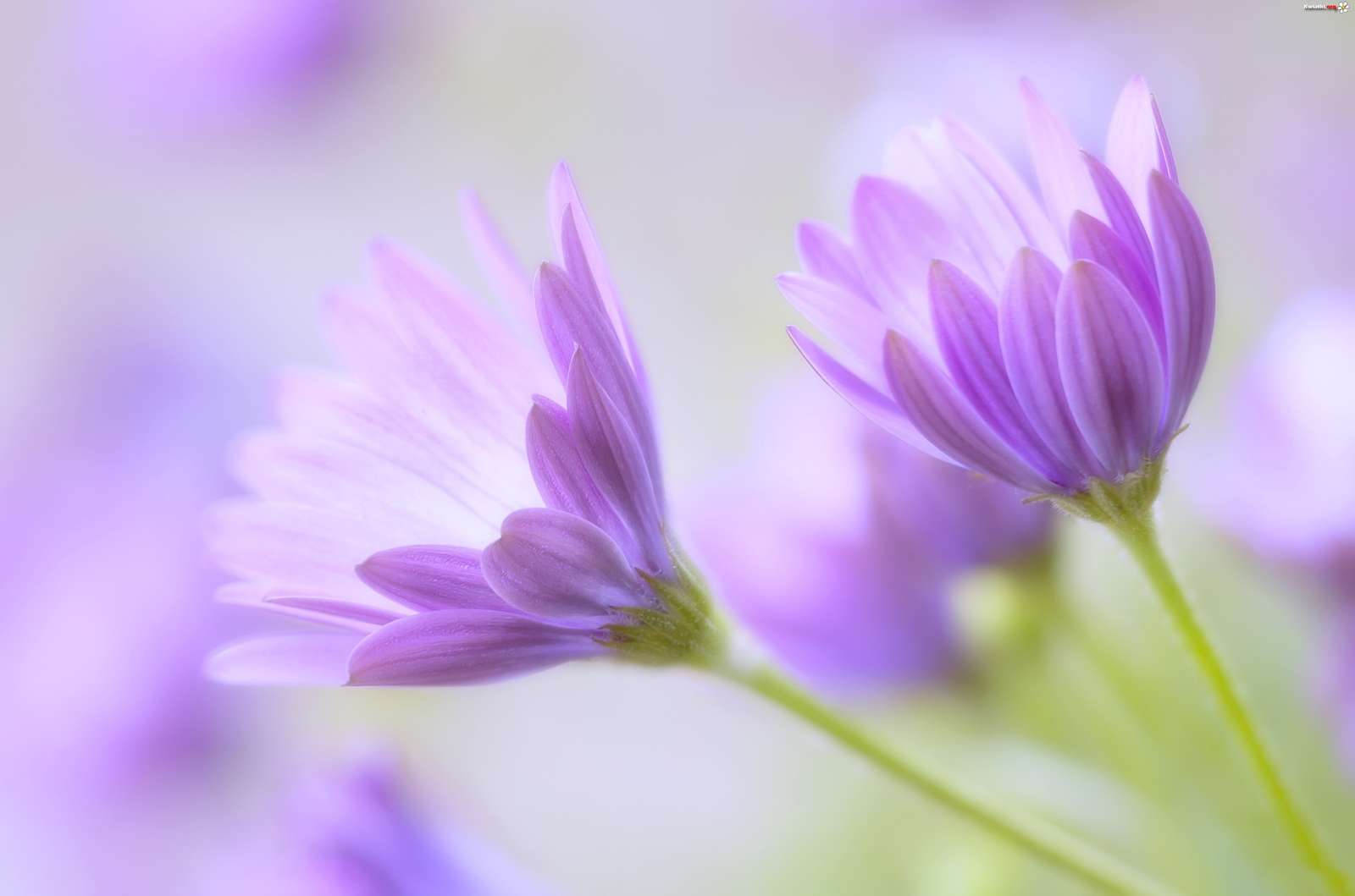 Piękne fioletowe kwiatki puzzle online