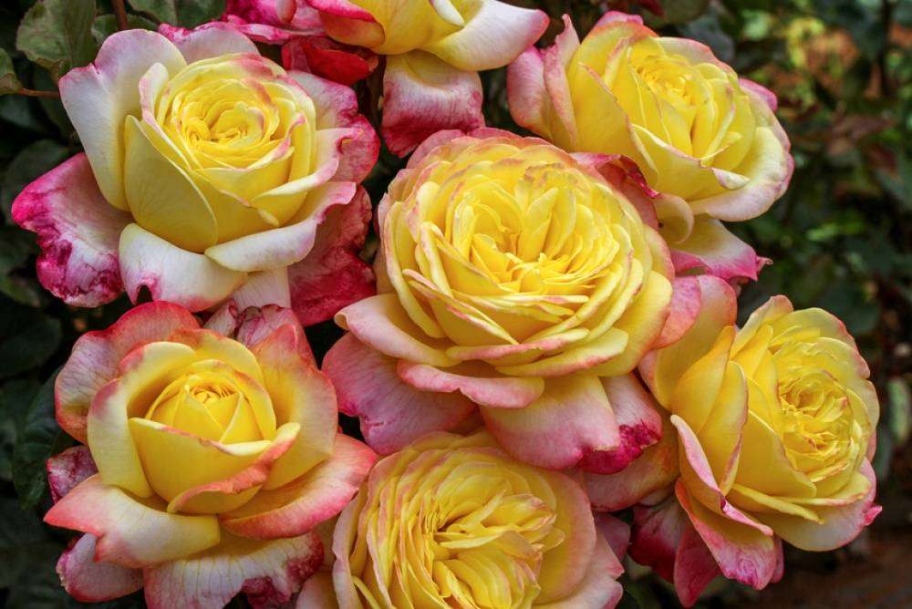 róże rabatowe puzzle online
