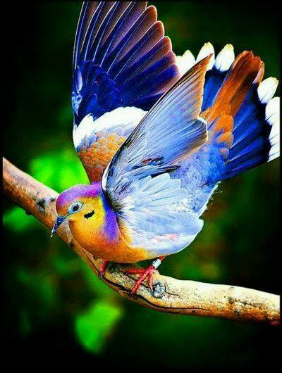 kolorowy ptak puzzle online