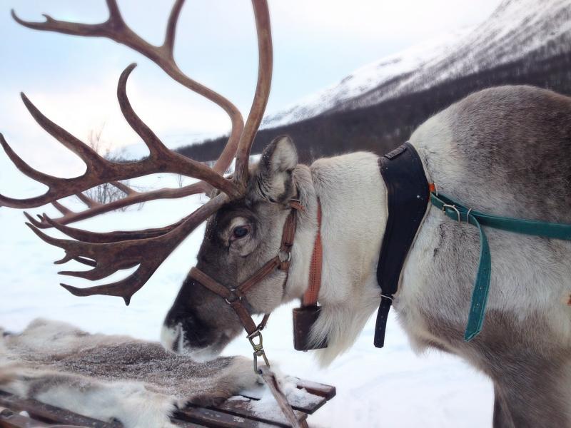 Beautiful reindeer puzzle online