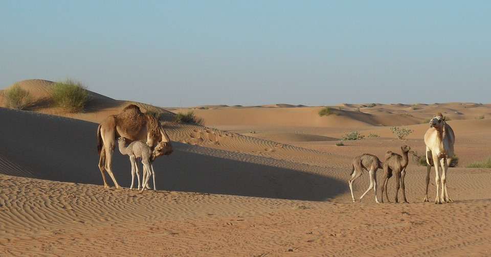 Wielbłądy na pustyni. puzzle online