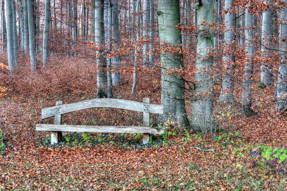 Ławeczka w jesiennym lesie. puzzle online