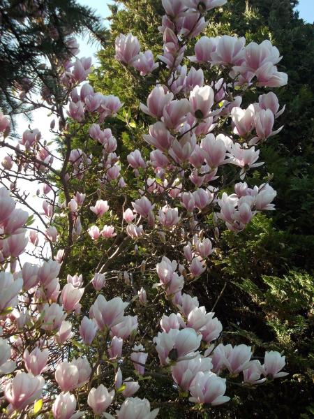 magnolie tegoroczne puzzle online