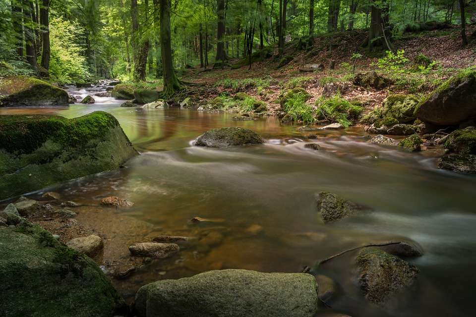 Rzeka wijąca się przez las. puzzle online