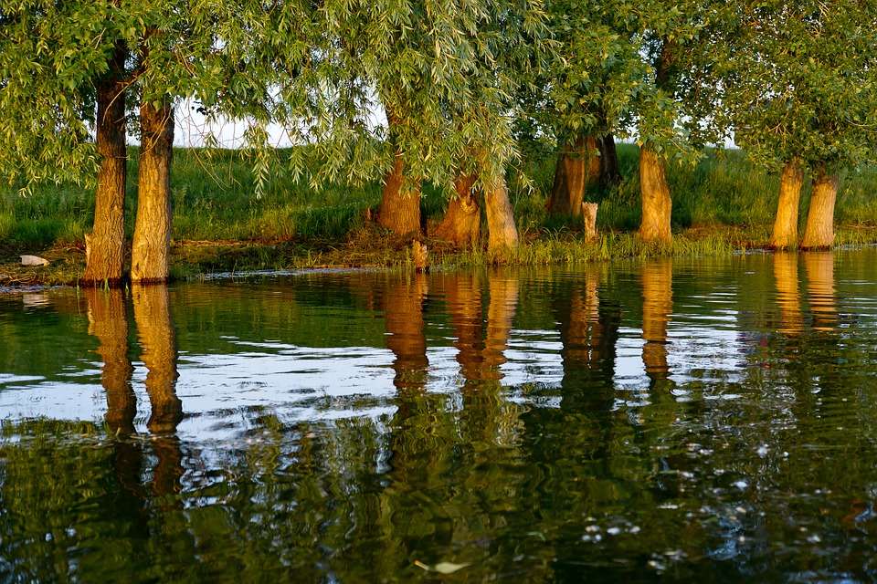 Reflexion av träd i floden. pussel