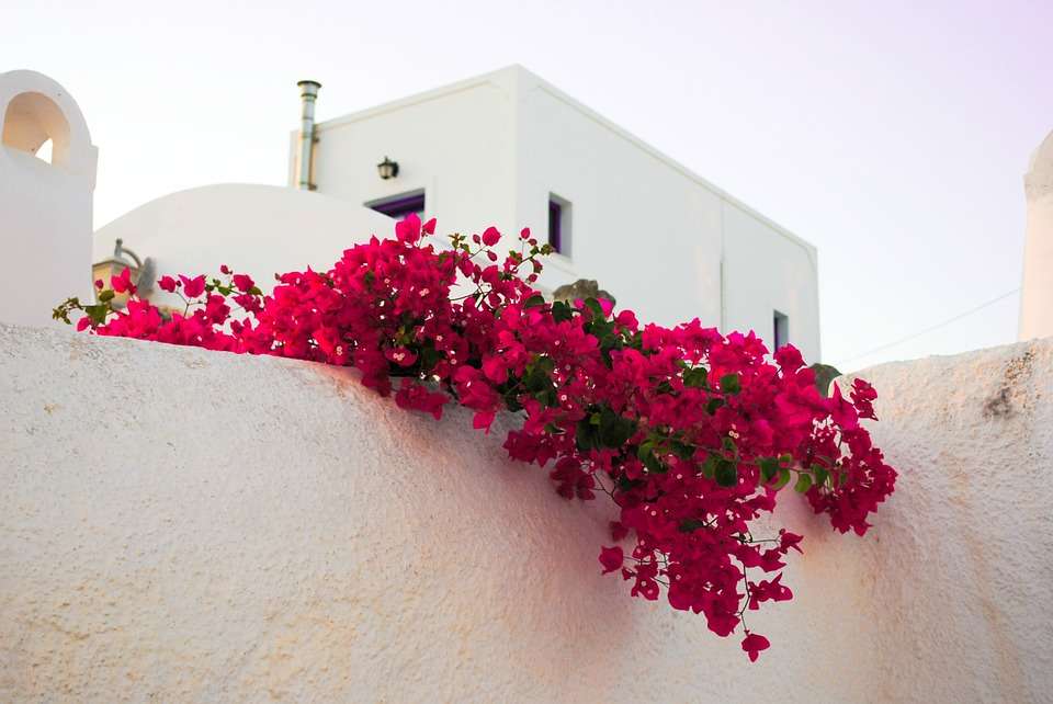 Santorini. Czerwone kwiaty. puzzle online