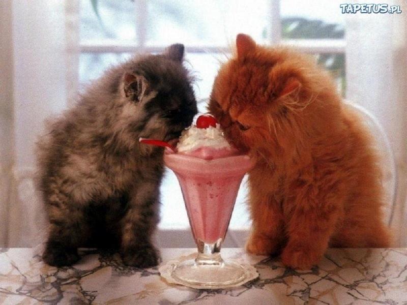 słodycze na deser - Drodzy i słodcy kotki puzzle online