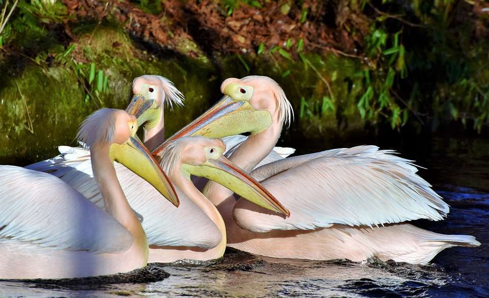 Różówe pelikany. puzzle online