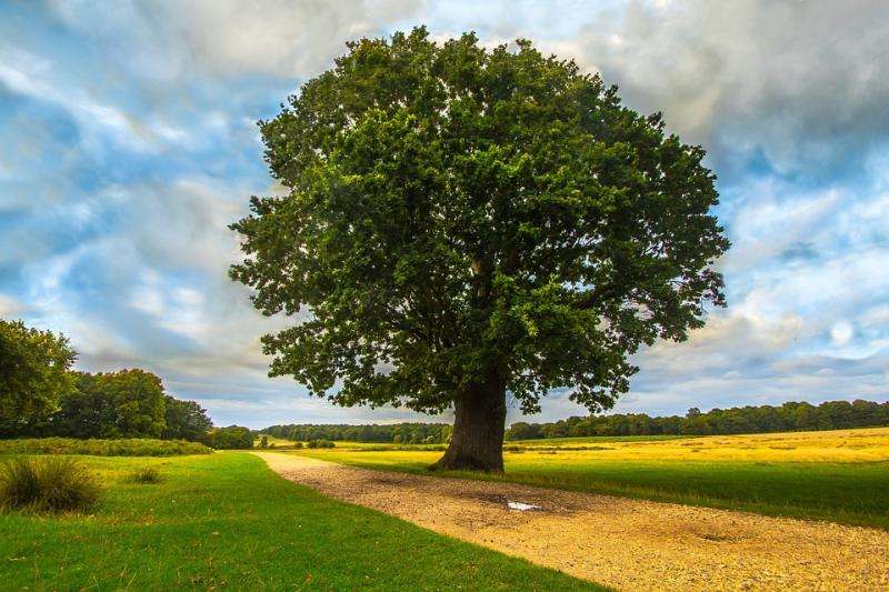 Samotne drzewo. puzzle online