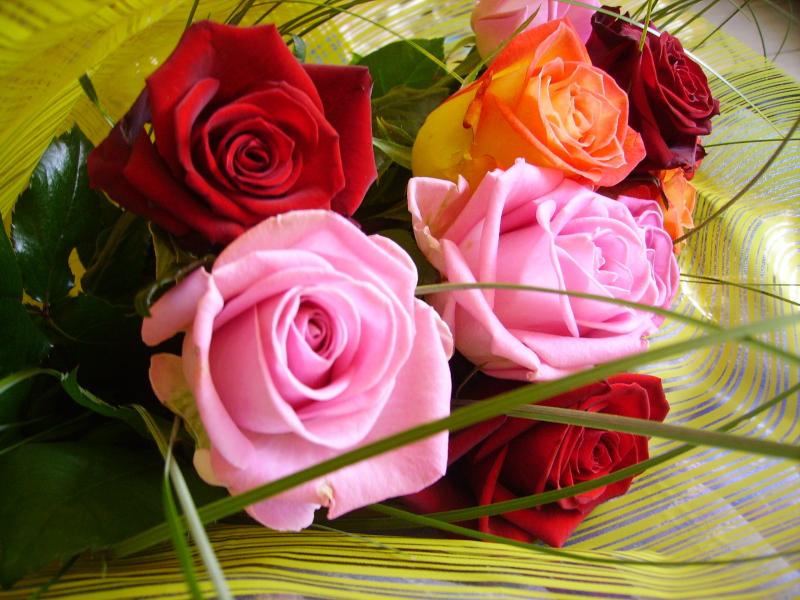 Róże różowe, czerwone, róża herbaciana puzzle online