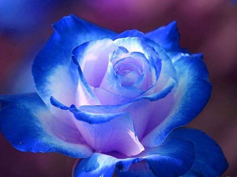 biała i niebieska róża puzzle online
