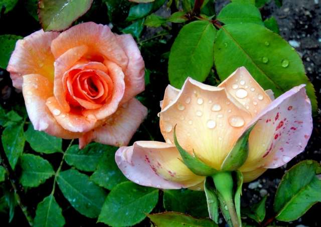 Dwie róże, róża herbaciana puzzle online