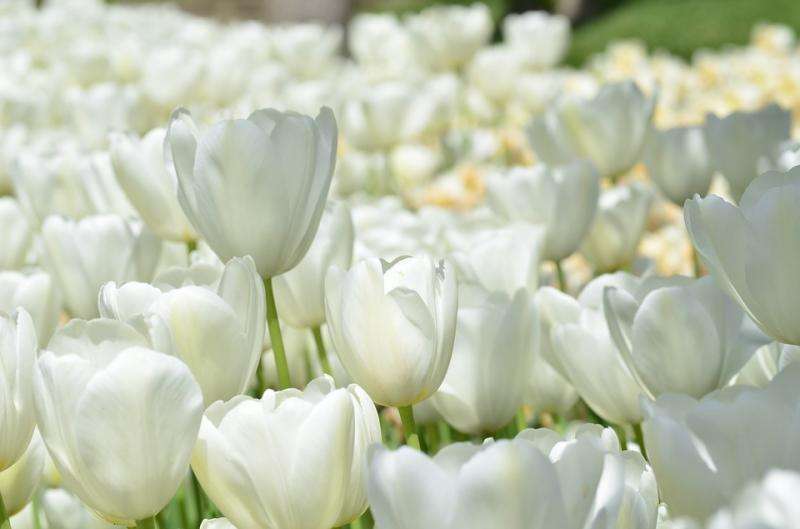 Białe tulipany. puzzle online