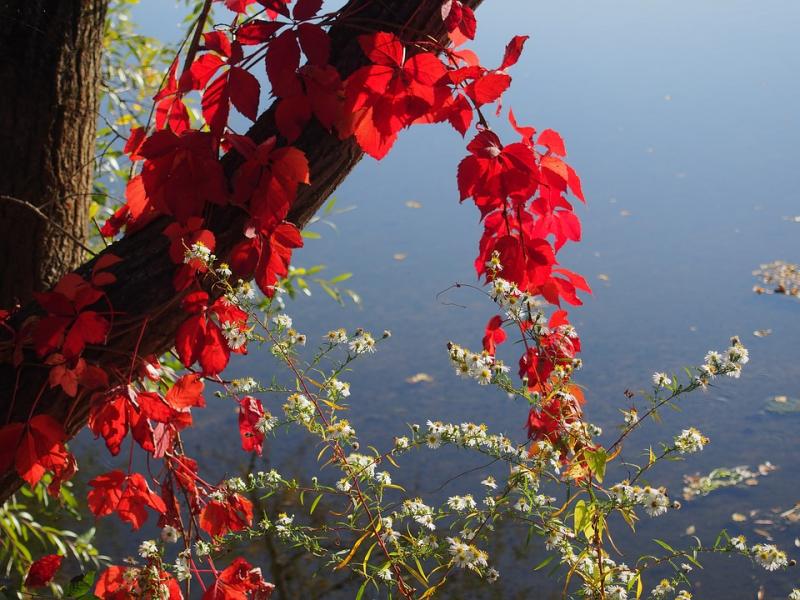 Czerwone liście nad wodą. puzzle online