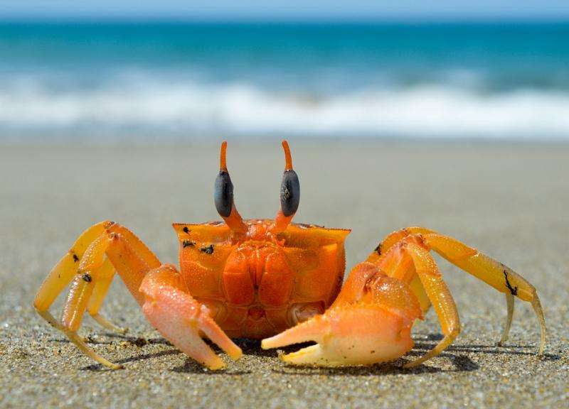 Crab on the beach. puzzle
