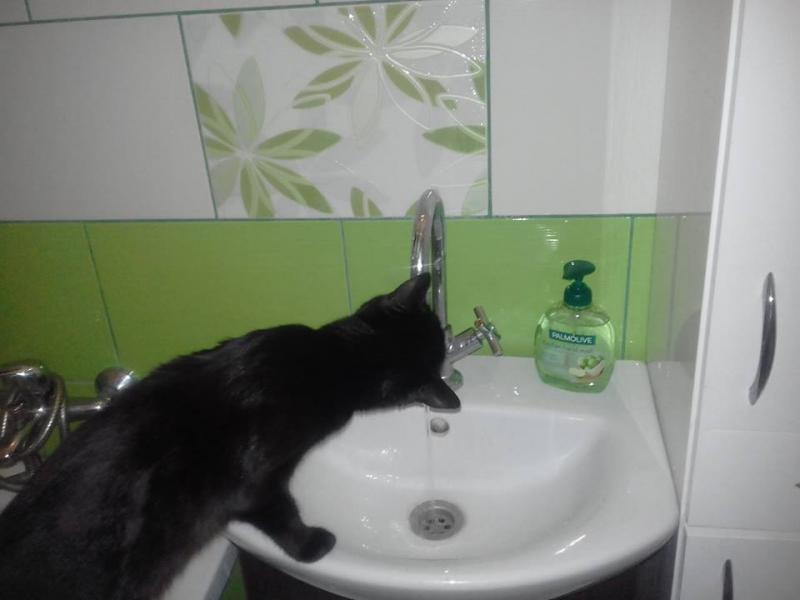 czarny kot pije wodę puzzle online