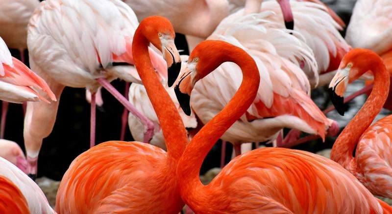 Flamingi puzzle
