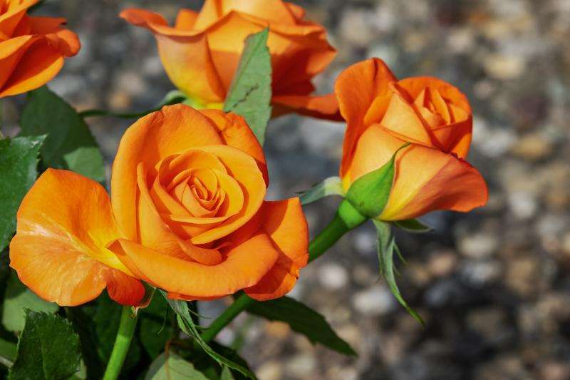 kwiaty, róża herbaciana puzzle online