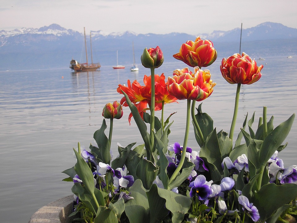 Kwiaty nad Jeziorem Genewskim. puzzle online