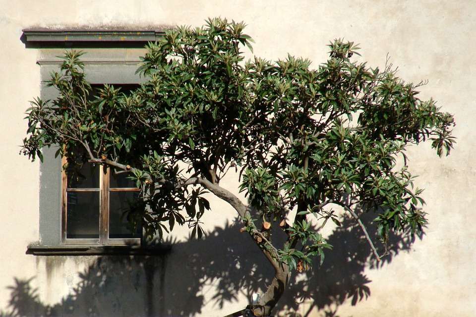 Drzewo przy ścianie. puzzle online
