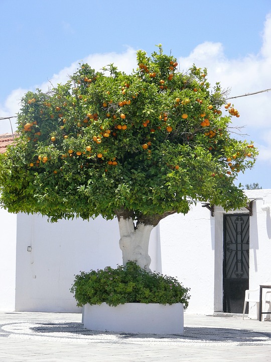 Оранжево дърво. пъзел