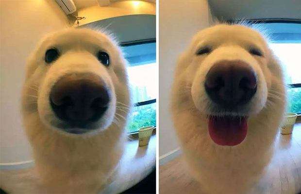 ο σκύλος είναι χαρούμενος  puzzle online