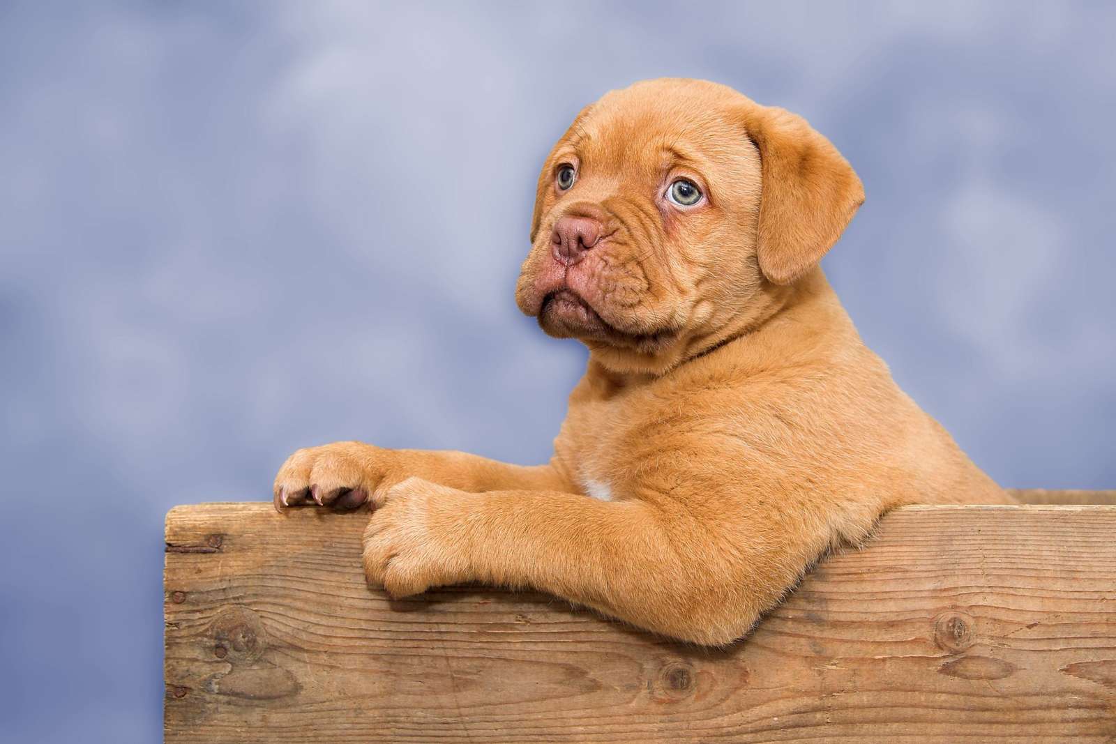 Dog francuski mastif puzzle online