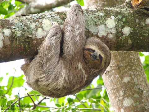 Happy Sloth Animal puzzle online