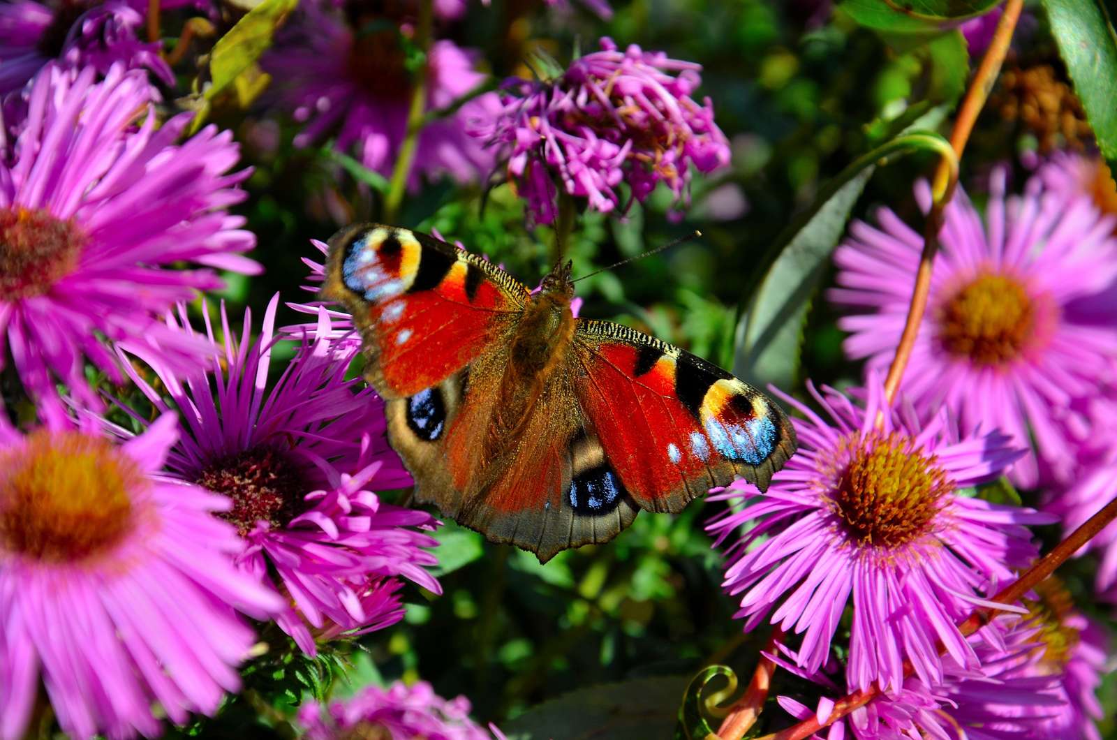 Bunter Schmetterling Puzzle Factory