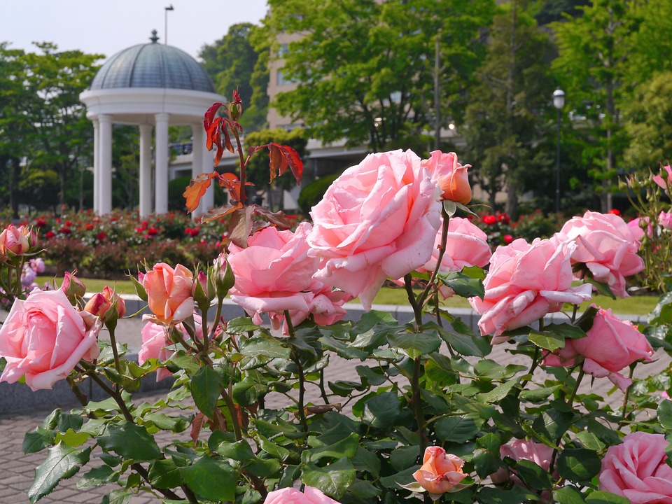 Róże w parku puzzle online