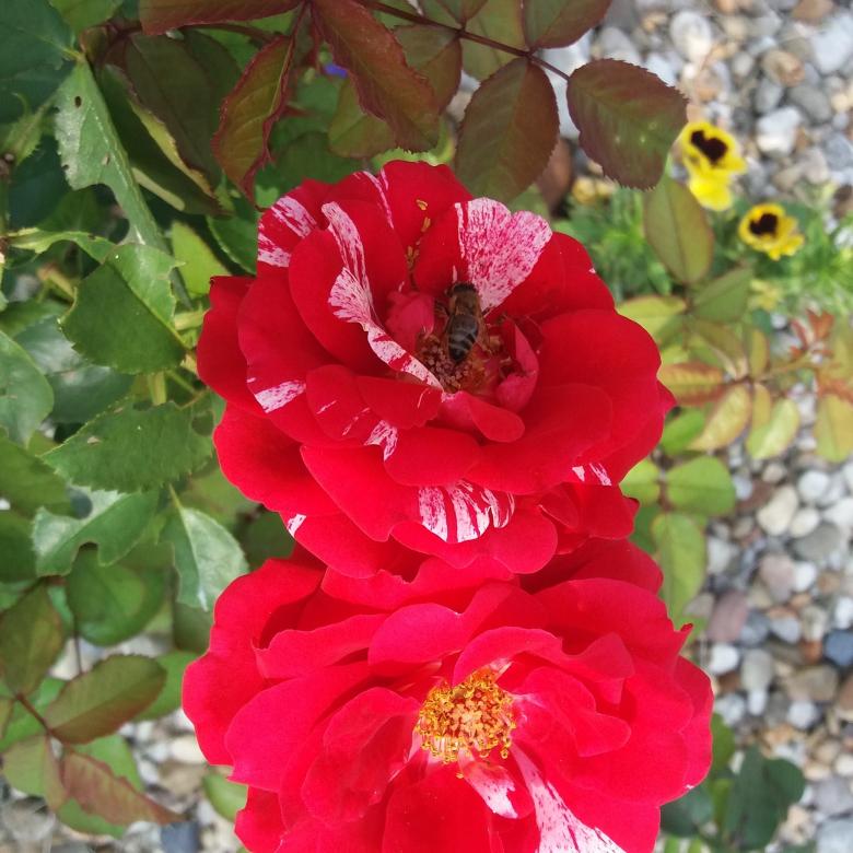 róże zawsze są piękne puzzle online