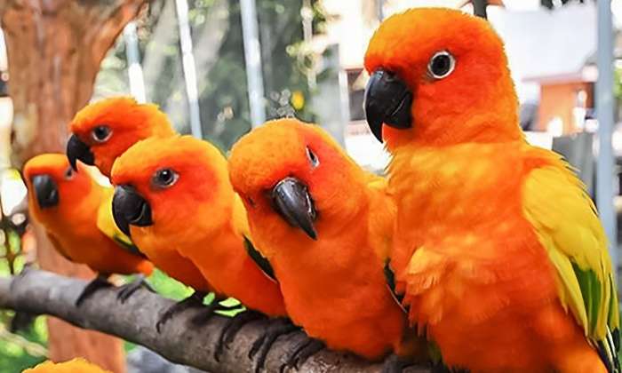 Papugi pomarańczowe puzzle online