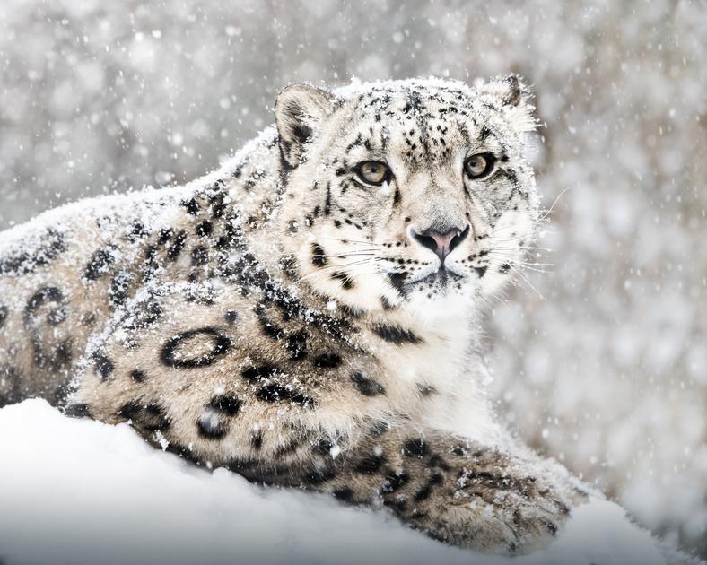 Snow Leopard pussel