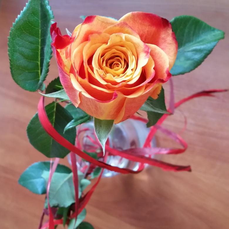 Różyczka, róża herbaciana puzzle online