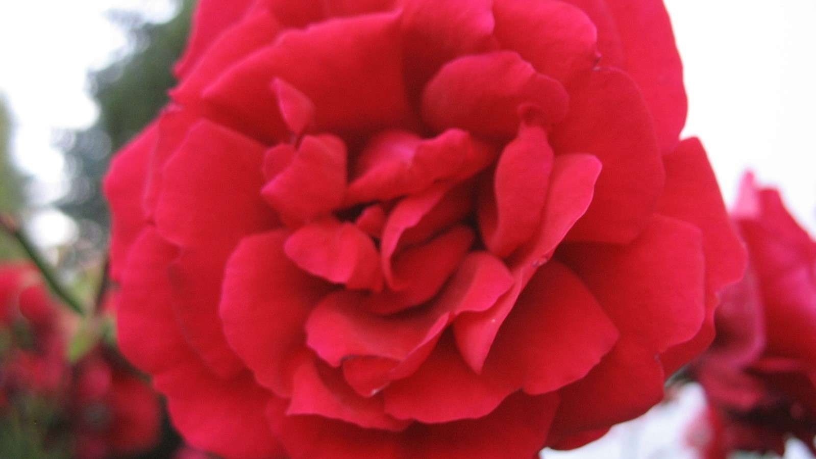 Róża z bliska puzzle online