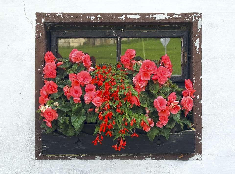 Kwiaty w oknie. puzzle online