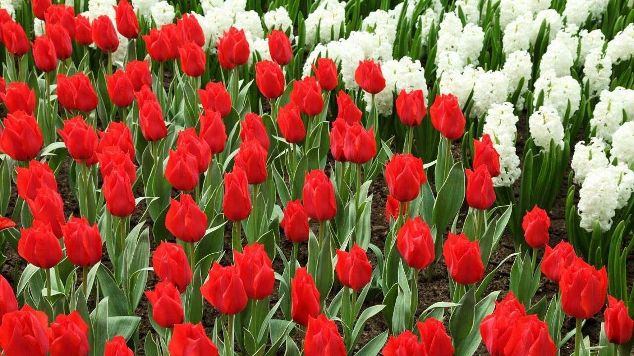 kwiaty biało czerwone puzzle online