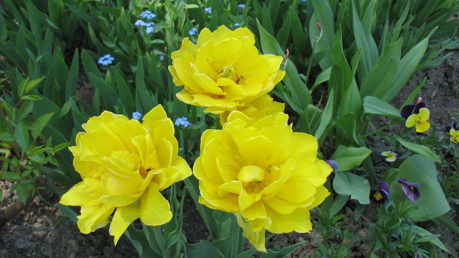 Trzy żółte tulipany puzzle online